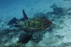 turtle